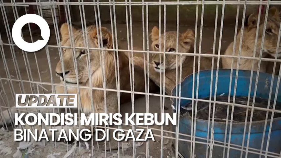 Miris Kondisi Kebun Binatang di Gaza, Singa Diberi Makan Roti
