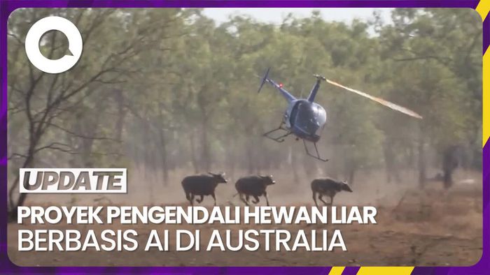 Peneliti Australia Kembangkan Pengendali Ternak Liar Berbasis AI
