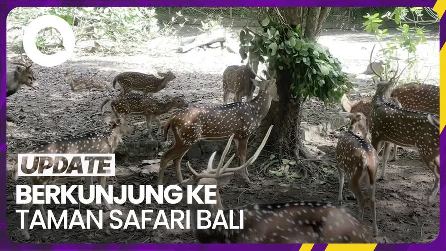 Main ke Taman Safari Bali, Bisa Eksplor Satwa dari 3 Negara