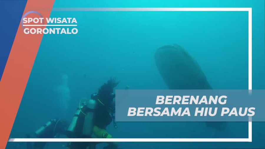 Berenang Seru Bersama Hiu Paus di Pantai Botu Barani Gorontalo