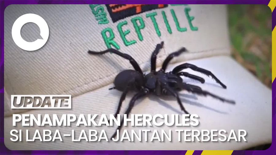 Hercules, Laba-laba Jantan Terbesar Penghuni Baru Taman Reptil Australia