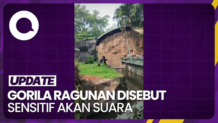 Viral Gorila Lempar Ranting ke Pengunjung, Ini Penjelasan Pihak Ragunan
