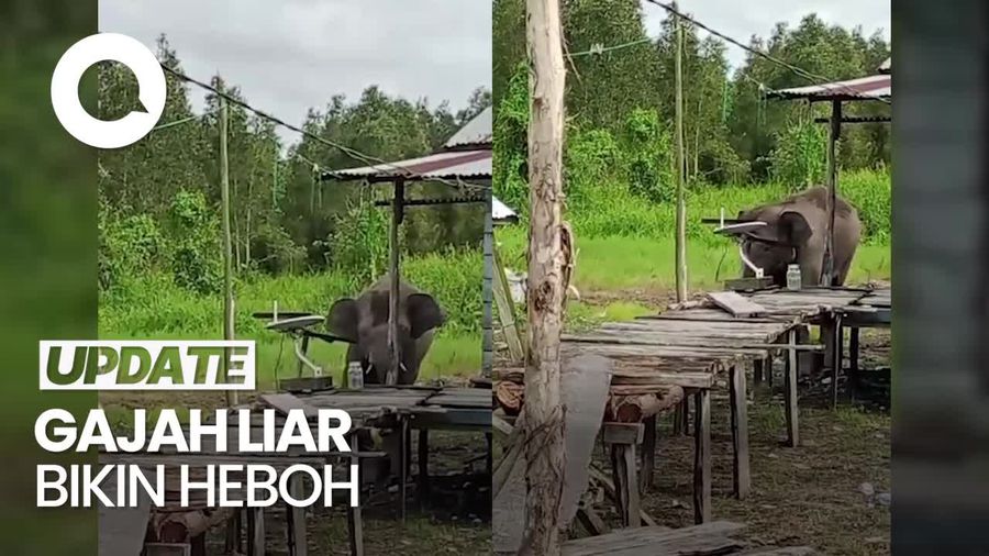 Gajah Liar Mengamuk Masuk Perkampungan-Rusak Kebun Warga OKI Sumsel