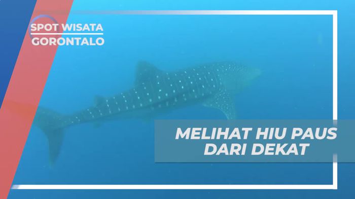 Momen Berharga Melihat Hiu Paus Dari Dekat, Gorontalo