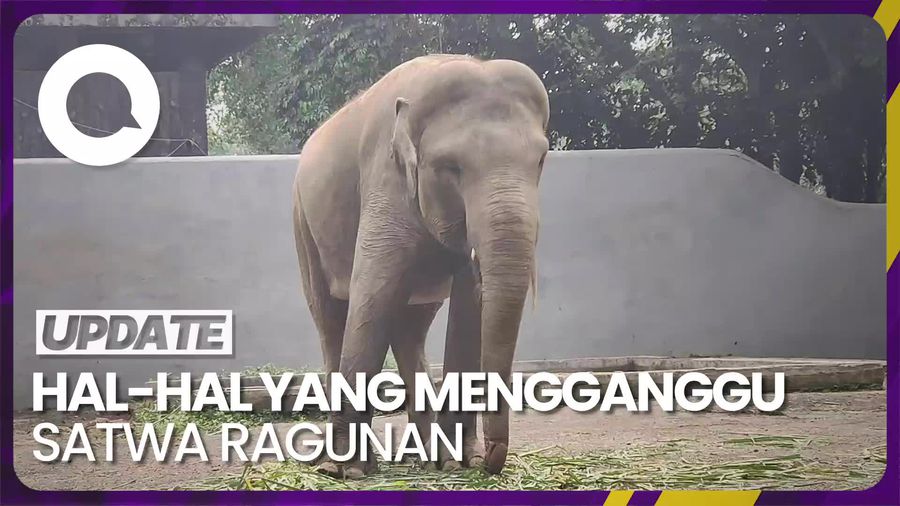 Catat! Ini Sejumlah Aktivitas yang Mengganggu Satwa Ragunan