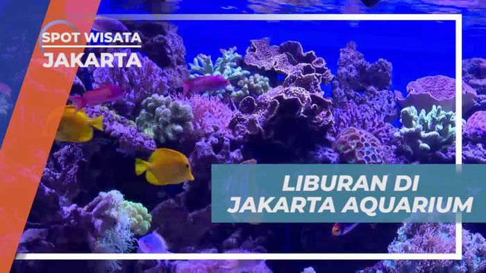Melihat Aneka Spesies Ikan Cantik di Jakarta Aquarium