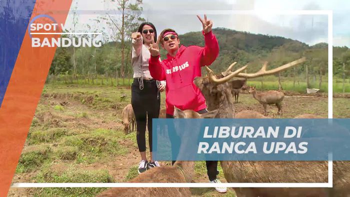 Melihat Kawanan Rusa di Ranca Upas Bandung