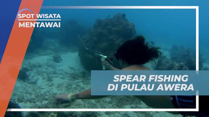 Berburu Ikan Dengan Spear Fishing di Pulau Awera Mentawai 