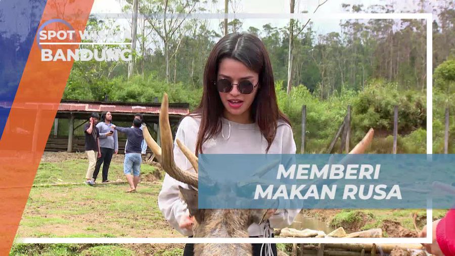 Momen Seru Memberi Makan Rusa di Ranca Upas Bandung