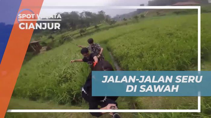 Melihat Panorama Hijau Hamparan Sawah di Cianjur