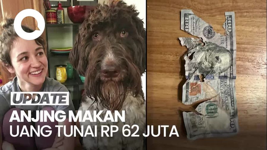 Waduh, Anjing Ini Makan Uang Tunai Pemiliknya Senilai Rp 62 Juta