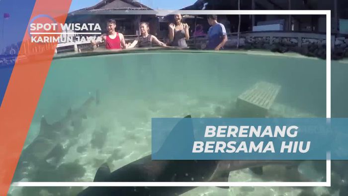 Momen Menegangkan Berenang Bersama Hiu di Penangkaran Karimun Jawa
