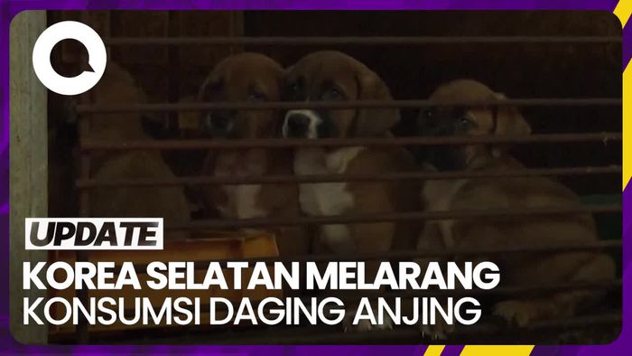 Korsel Setujui Larangan Konsumsi Daging Anjing