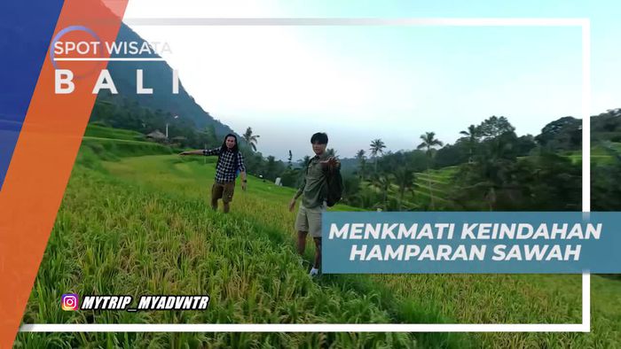 Menikmati Keindahan Panorama Hijau Asri Hamparan Sawah di Bali