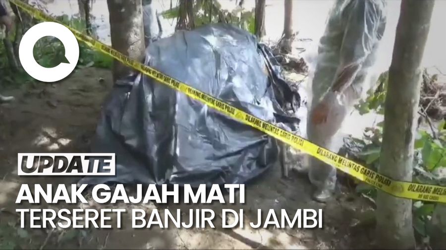 Pilu! Anak Gajah Sumatera Mati, Diduga Terseret Banjir Bandang Jambi