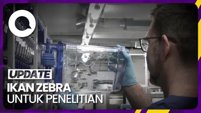 Upaya Ilmuwan Menguji Obat Kanker Pada Ikan Zebra