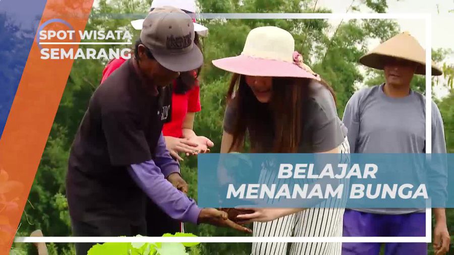 Belajar Menanam Bunga di Taman Celosia Semarang 