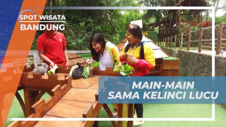Senangnya Berinteraksi Dengan Kelinci Lucu Menggemaskan, Bandung