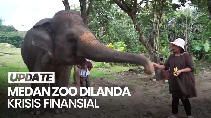 Pegawai Medan Zoo Tak Digaji-Pakan Satwa Utang, Ini Respons Bobby