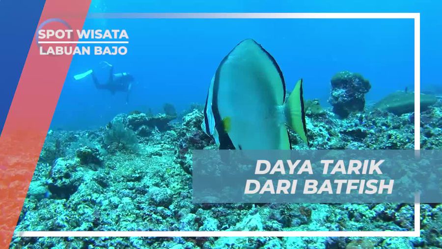 Melihat Kecantikan Batfish Langsung di Habitatnya, Labuan Bajo