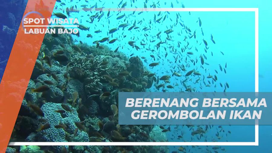 Berenang Seru Bersama Aneka Ikan Cantik di Batu Bolong Labuan Bajo 