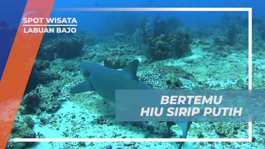 Momen Langka Bertemu Hiu Sirip Putih di Crystal Rock Labuan Bajo 