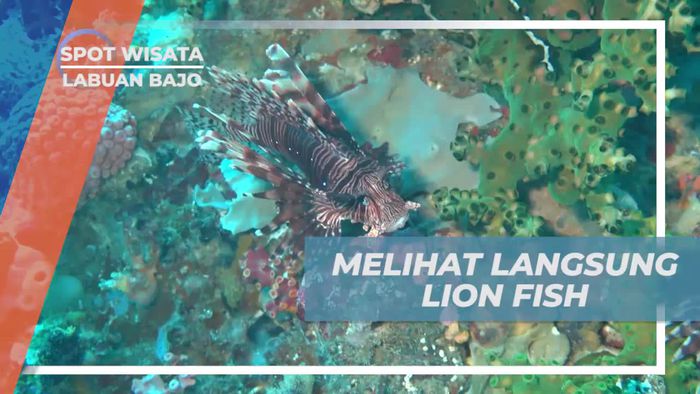 Melihat Langsung Lion Fish, Spesies Ikan Beracun Dengan Tampilan Cantik, Labuan Bajo
