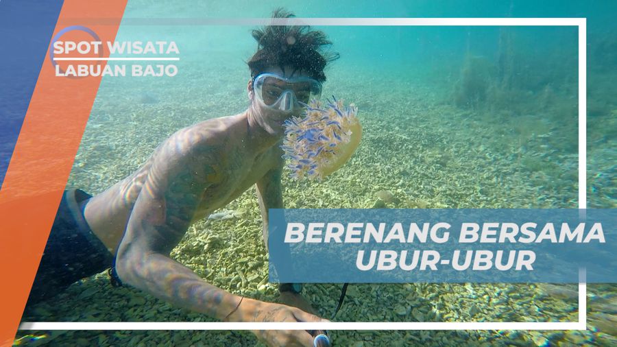 Sensasi Berenang Bareng Ubur-ubur ramah di Pulau Sembilan, Labuan Bajo