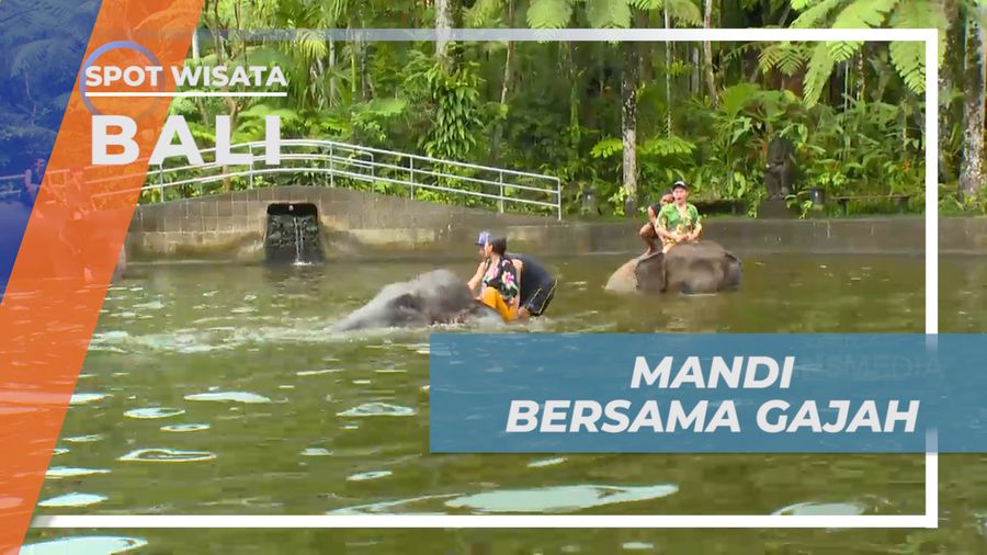 Pengalaman Liburan Tak Terlupakan, Sensasi Seru Mandi Bareng Gajah, Bali