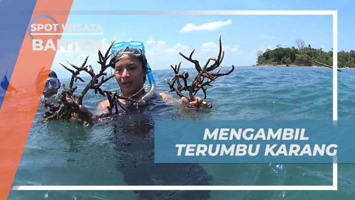 Berburu Terumbu Karang Untuk Menjaga Kelestarian Biota Laut, Banten