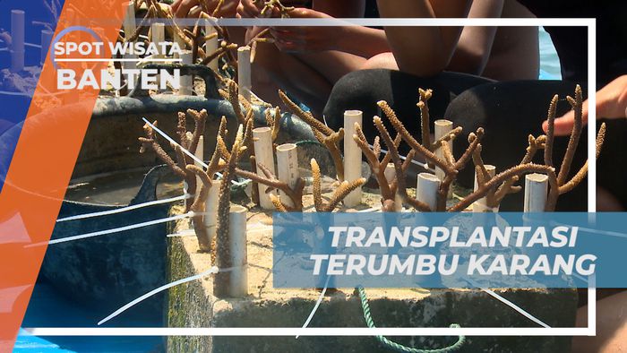 Transplantasi Terumbu Karang, Menjaga Ekosistem Biota Laut Tetap Lestari, Banten