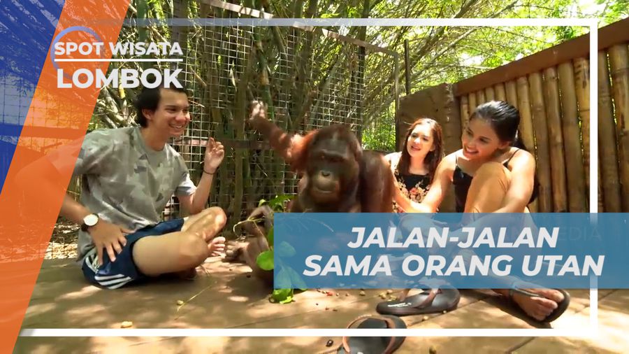 Serunya Berkeliling Taman Wisata Satwa di Temani Orang Utan, Lombok