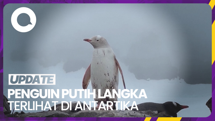 Mengenal Leucism yang Dialami Penguin Putih Langka di Antartika
