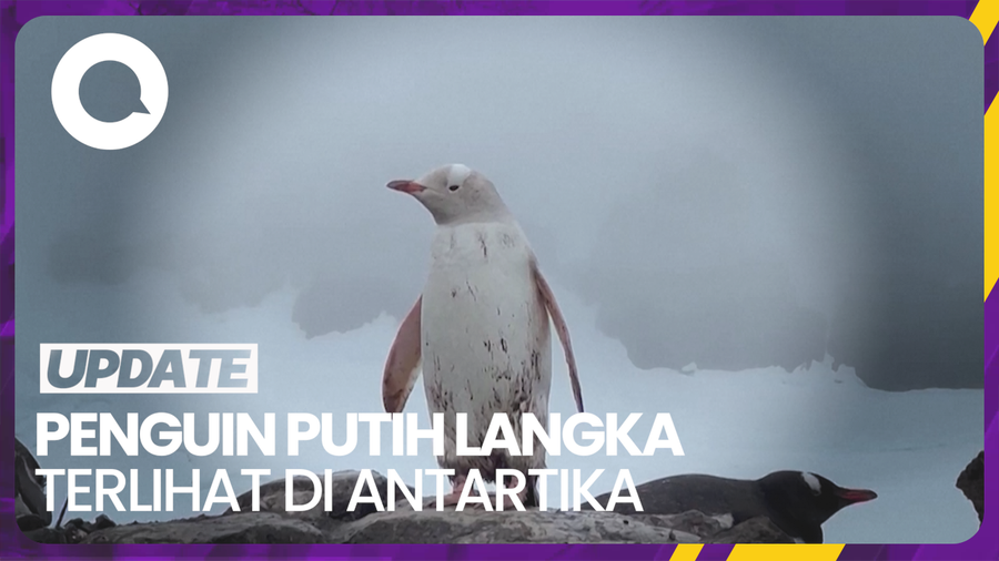 Mengenal Leucism yang Dialami Penguin Putih Langka di Antartika