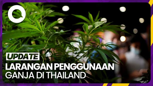 ilustrasi gambar larangan ganja di thailand
