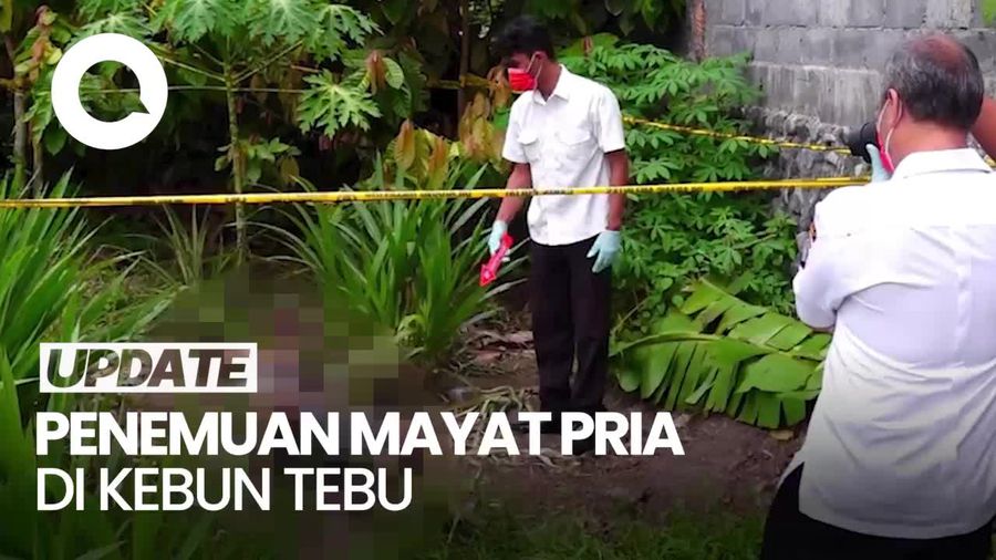 Geger! Penemuan Mayat Pria di Kebun Tebu di Lumajang