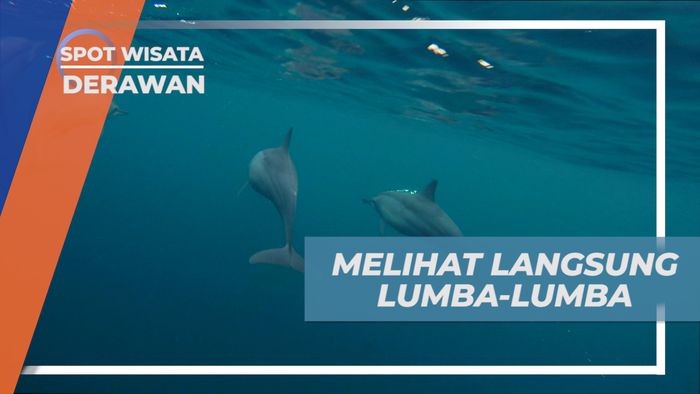 Mengabadikan Momen Langka Bertemu Sekawanan Lumba-lumba di Laut Pulau Derawan