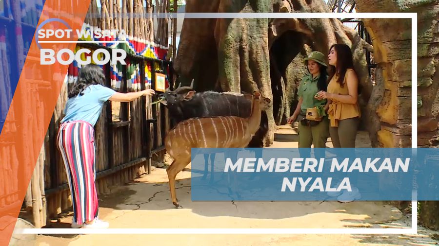 Pengalaman Pertama Kali Berinteraksi dan Memberi Makan Satwa Nyala dari Afrika, Bogor