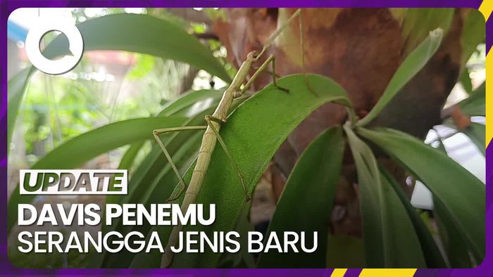 Davis Marthin, Siswa SMA Asal Kupang Penemu Serangga Jenis Baru
