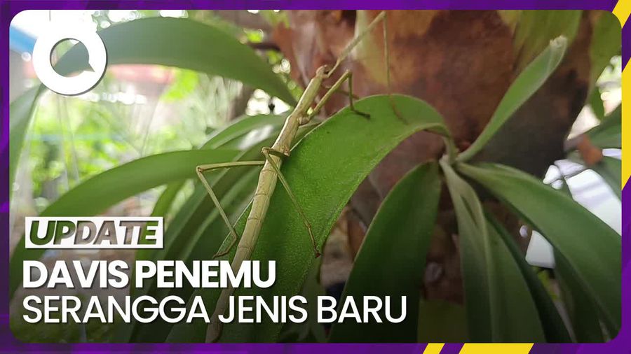 Davis Marthin, Siswa SMA Asal Kupang Penemu Serangga Jenis Baru