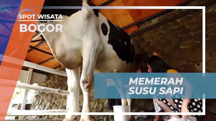Mencoba Memerah Susu Sapi di Peternakan Bogor 
