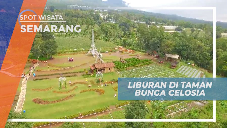 Liburan Seru, Mengunjungi Warna-warni Cantik Taman Bunga Celosia, Semarang
