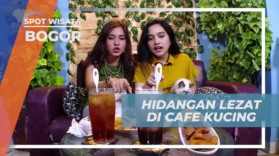 Mencicipi Kelezatan Kuliner Spesial di Cafe Kucing Bogor