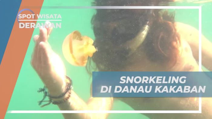 Snorkeling Menikmati Keindahan Bawah Air Danau Kakaban Derawan