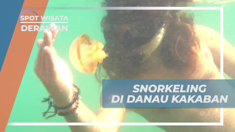 Snorkeling Menikmati Keindahan Bawah Air Danau Kakaban Derawan