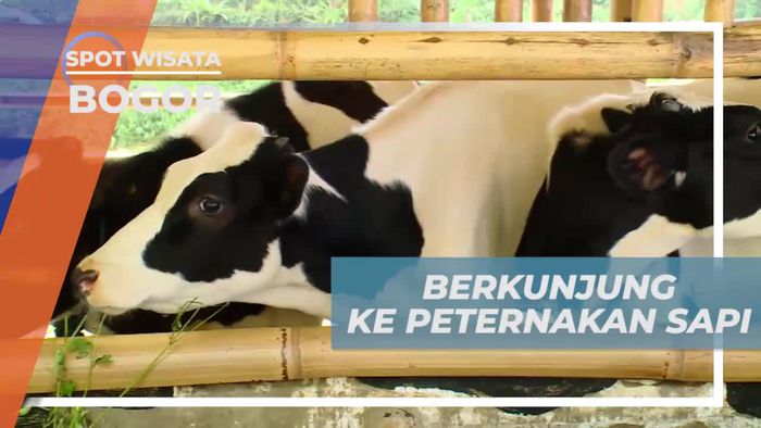 Berkunjung ke Peternakan Sapi Bogor, Belajar Memerah Sapi Bersama Ahlinya