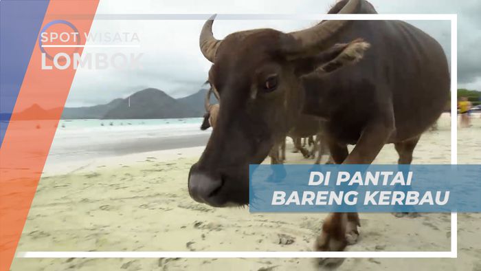 Menggembala Kerbau di Pantai Selong Belanak Lombok