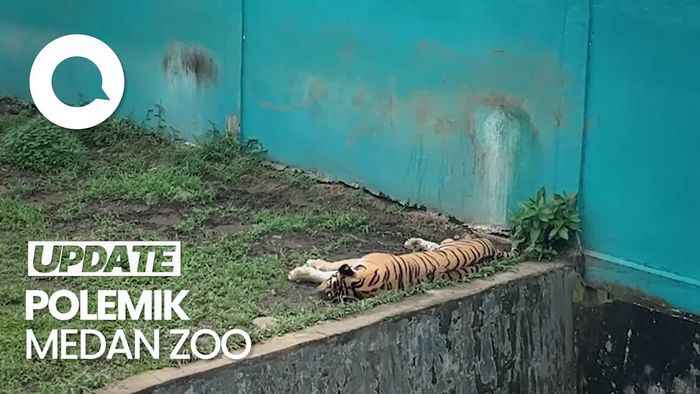 Walkot Bobby Tutup Medan Zoo Selama Pembangunan
