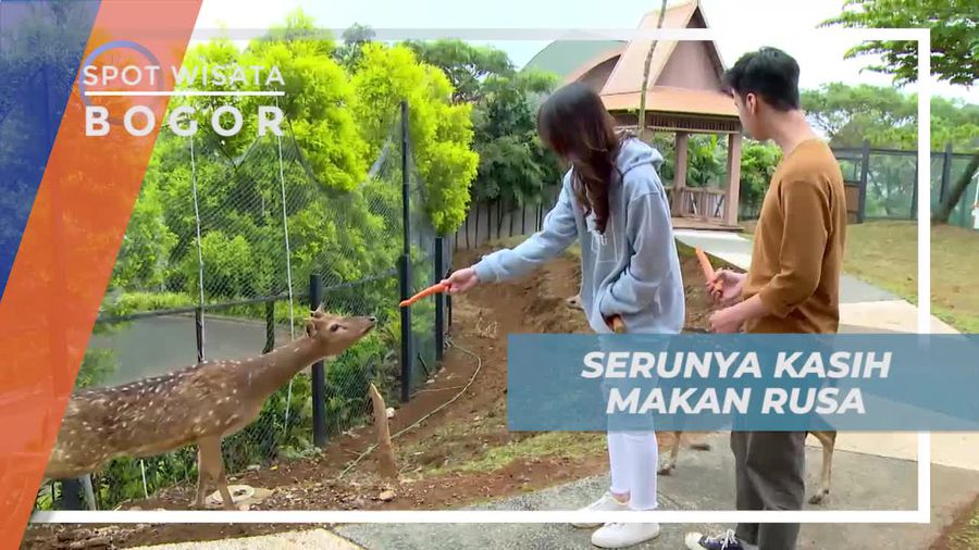 Momen Asik Memberi Makan Rusa di Deer Park Bogor