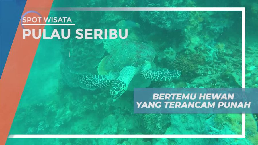 Momen Langka Bertemu Penyu, Satwa yang Terancam Punah di Kepulauan Seribu 